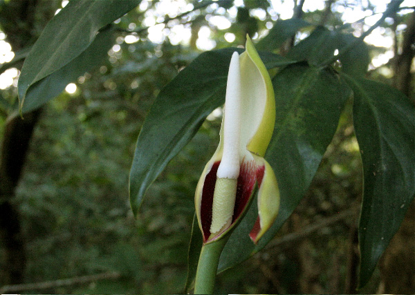 Philodendron anisotomum