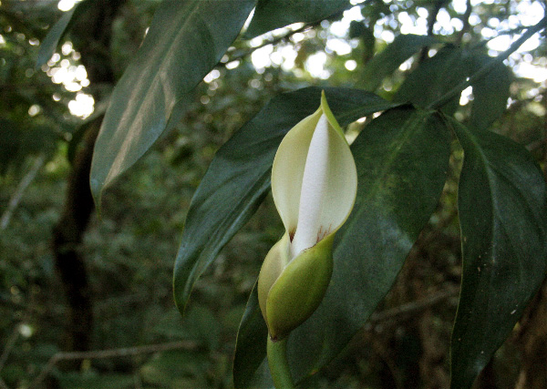 Philodendron anisotomum