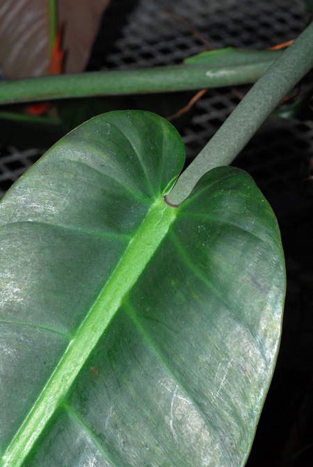 Philodendron annulatum