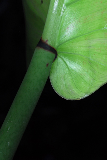 Philodendron annulatum