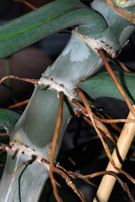 Philodendron annulatum