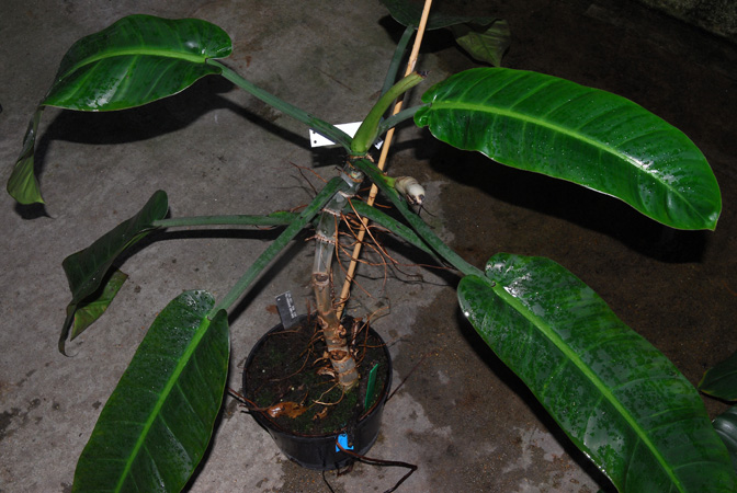 Philodendron annulatum