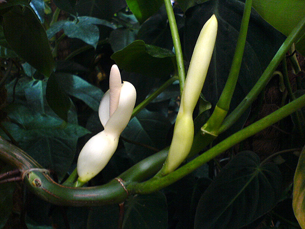 Philodendron appendiculatum