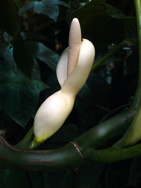 Philodendron appendiculatum