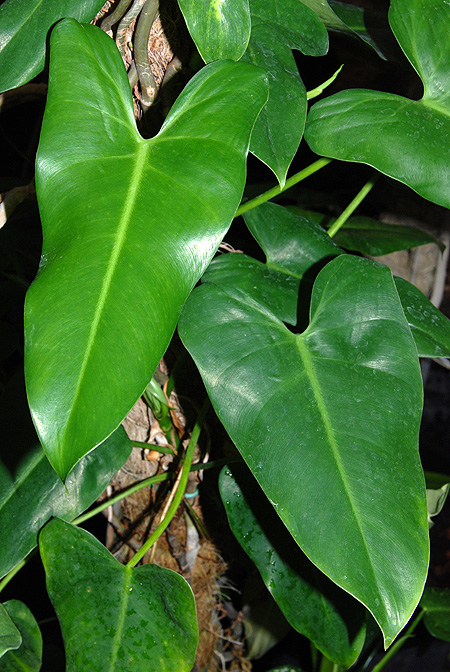 Philodendron appendiculatum