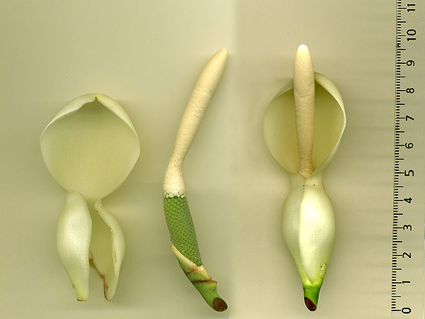 Philodendron appendiculatum