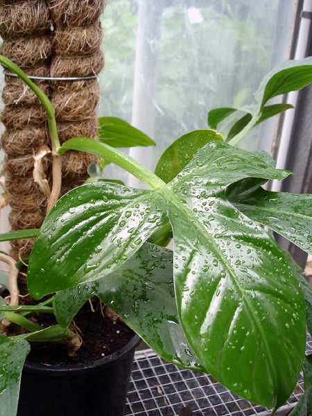 Philodendron applanatum