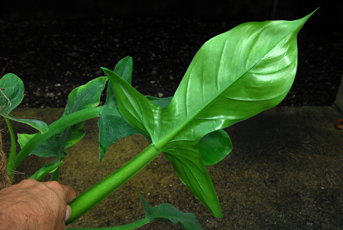 Philodendron applanatum