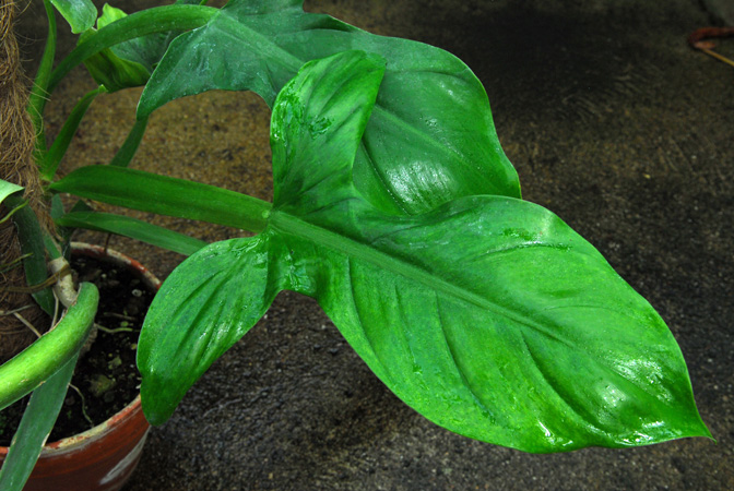 Philodendron applanatum