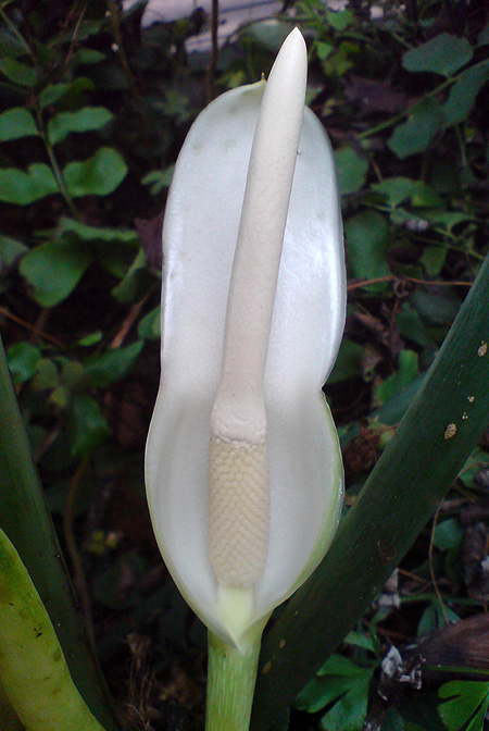 Philodendron asplundii