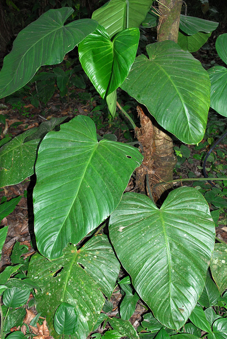 Philodendron asplundii