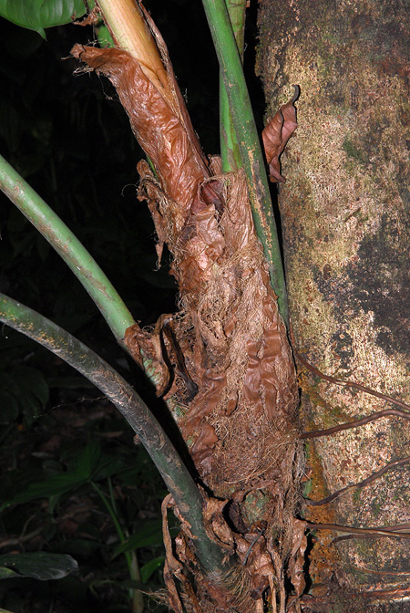 Philodendron asplundii