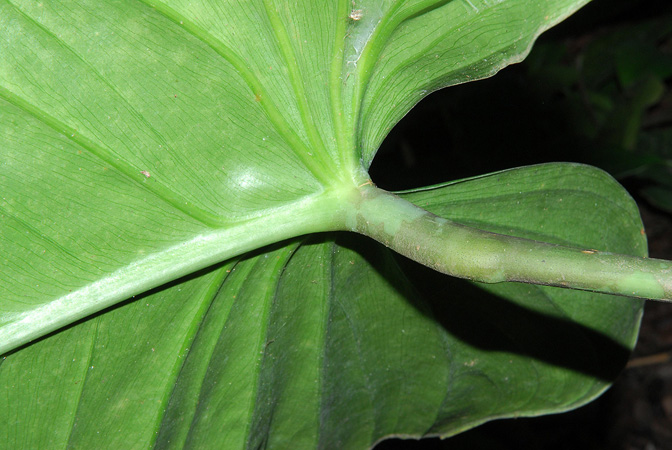 Philodendron asplundii