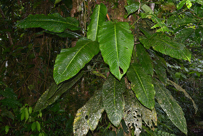 Philodendron asplundii