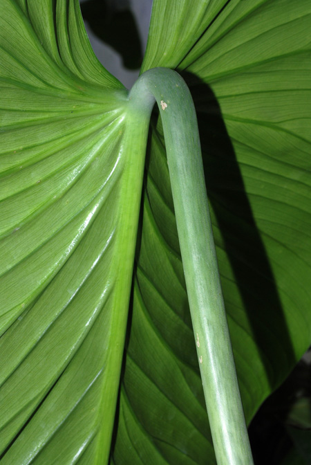 Philodendron asplundii