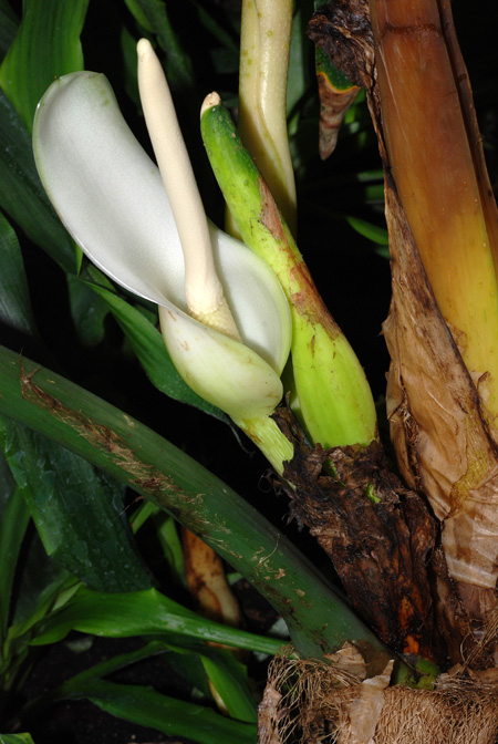 Philodendron asplundii