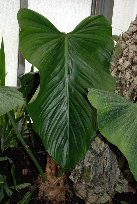 Philodendron asplundii