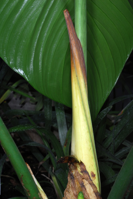 Philodendron asplundii