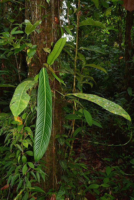 Philodendron asplundii