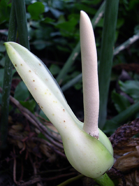 Philodendron asplundii