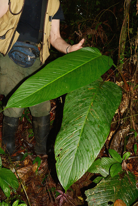 Philodendron asplundii