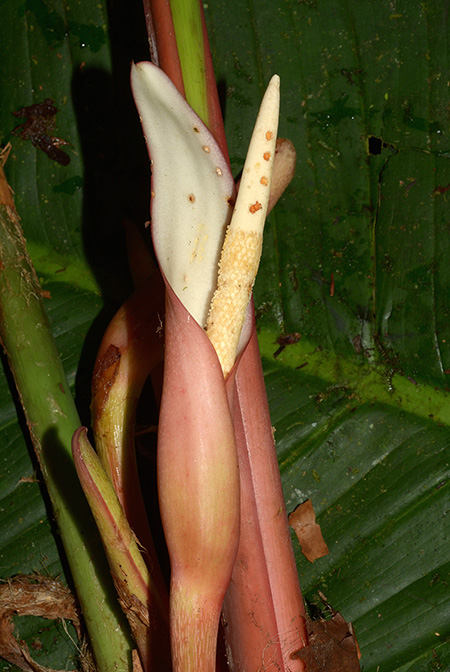 Philodendron asplundii