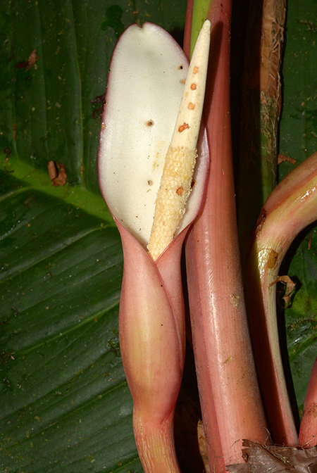Philodendron asplundii