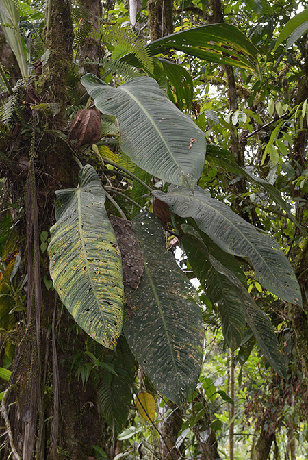 Philodendron asplundii
