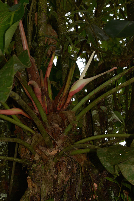 Philodendron asplundii