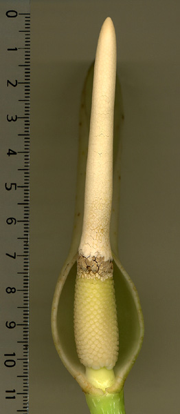 Philodendron asplundii