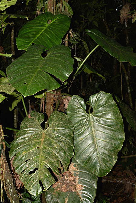 Philodendron atratum