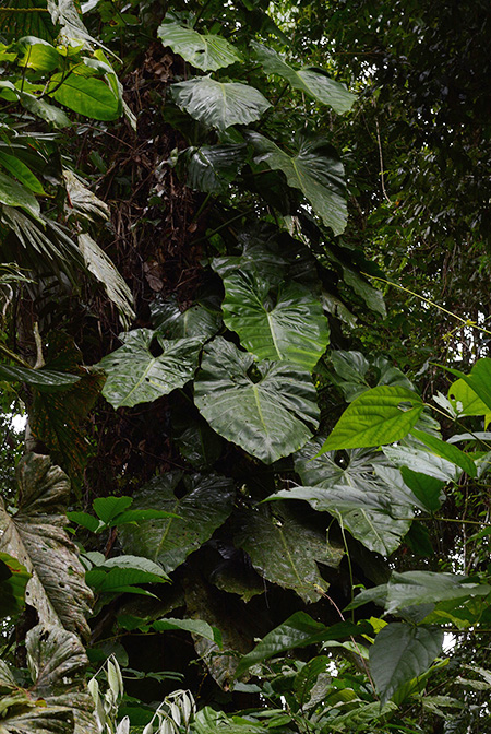 Philodendron atratum