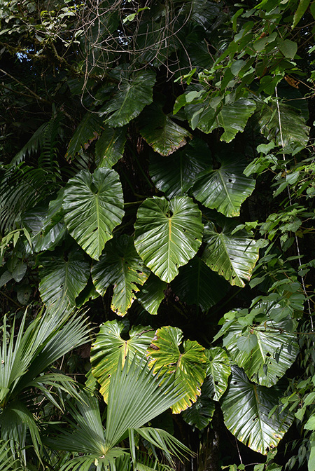 Philodendron atratum
