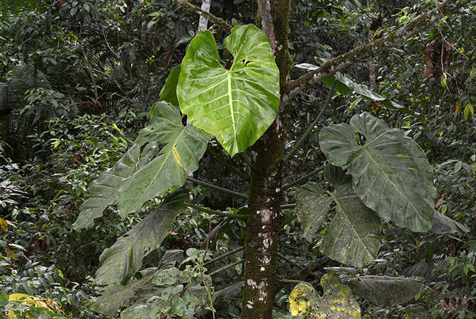 Philodendron atratum