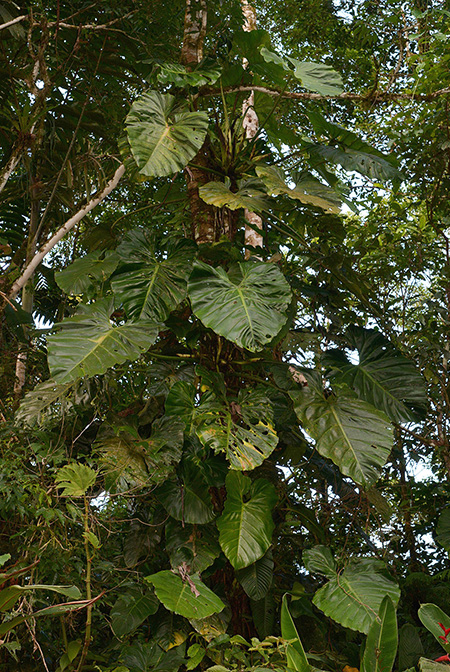 Philodendron atratum