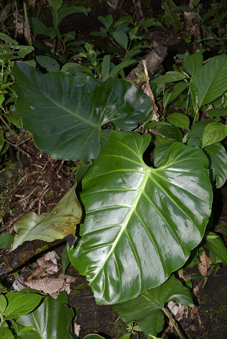 Philodendron atratum
