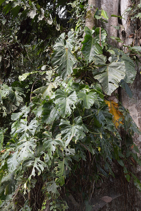 Philodendron atratum