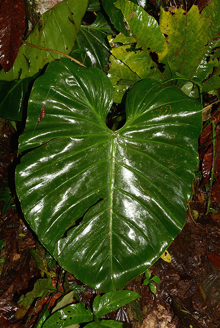 Philodendron atratum