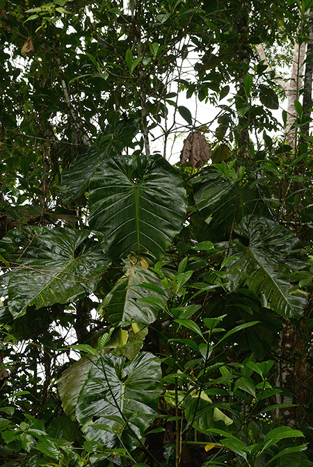 Philodendron atratum
