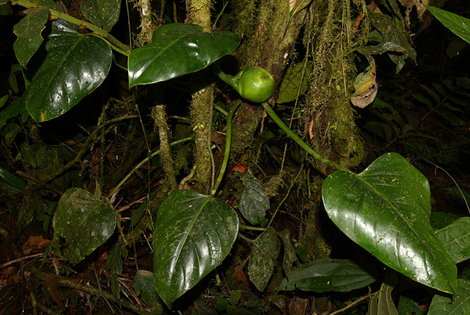 Philodendron attenuatum