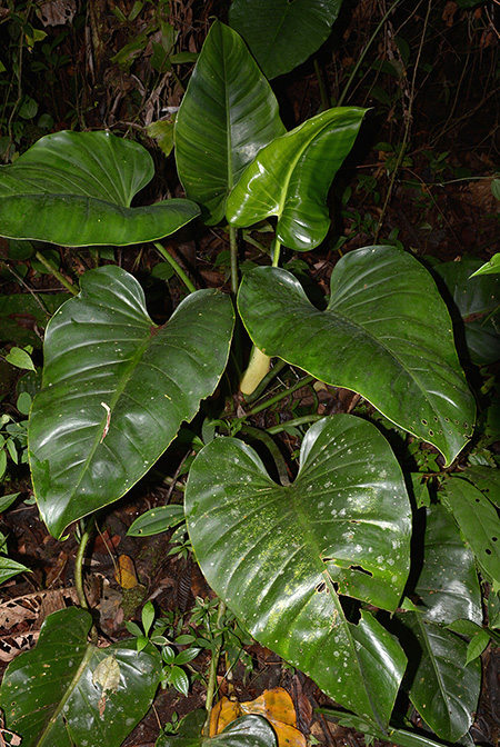Philodendron attenuatum