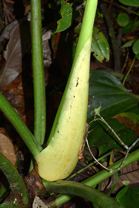 Philodendron attenuatum