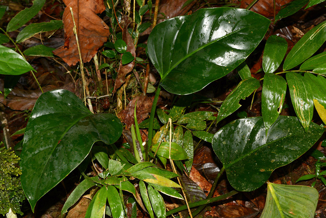 Philodendron attenuatum