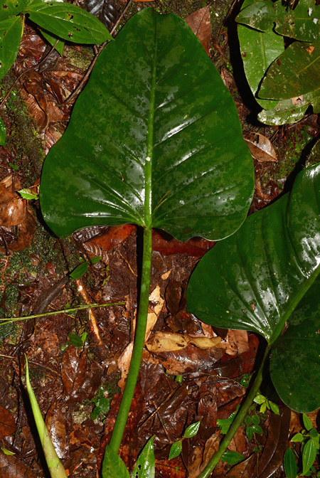 Philodendron attenuatum