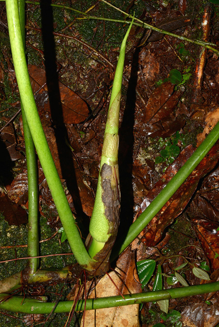 Philodendron attenuatum