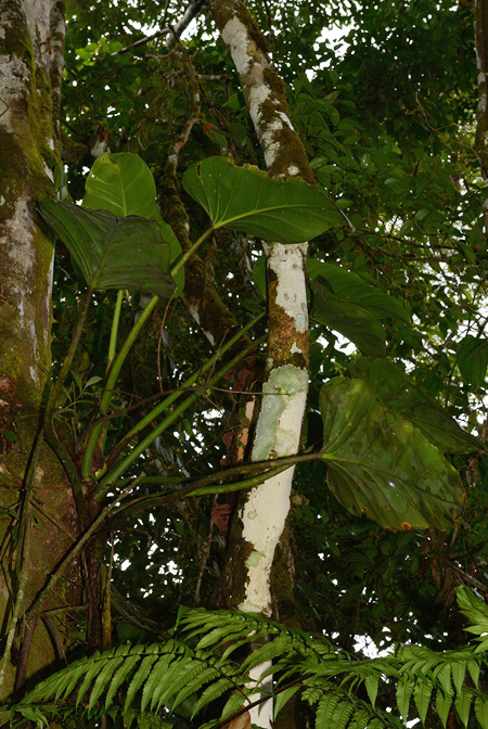 Philodendron attenuatum