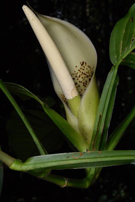 Philodendron aurantiifolium