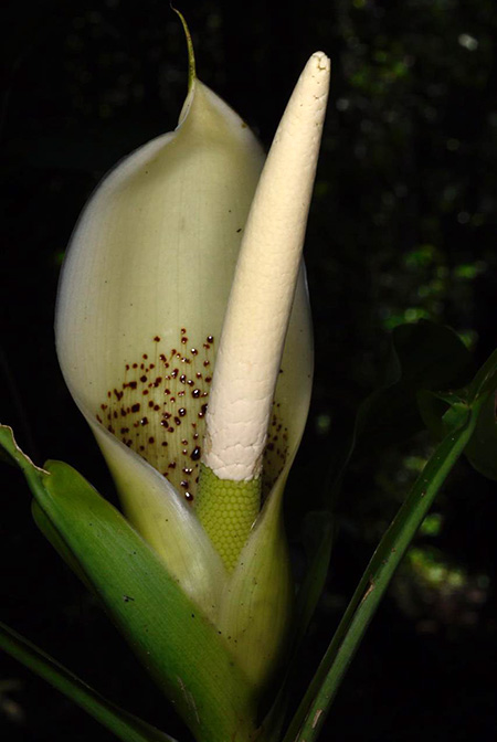 Philodendron aurantiifolium