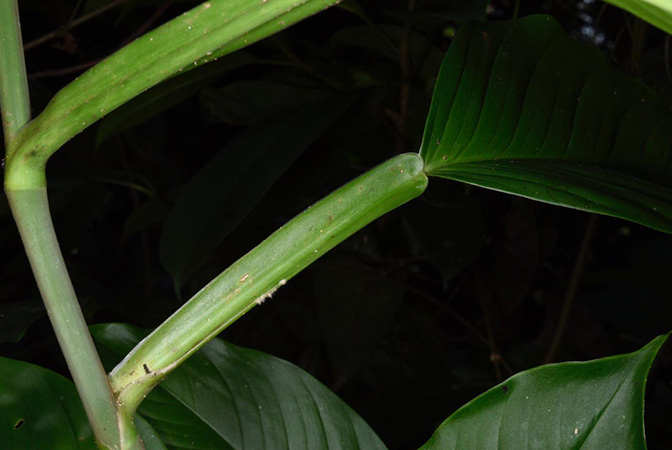 Philodendron aurantiifolium
