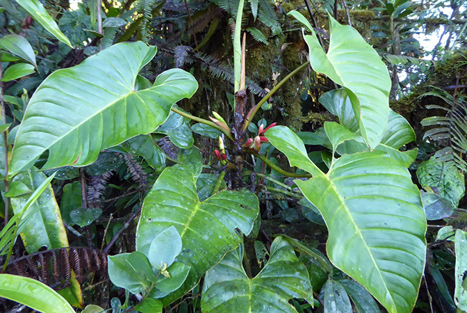 Philodendron aurantispadix